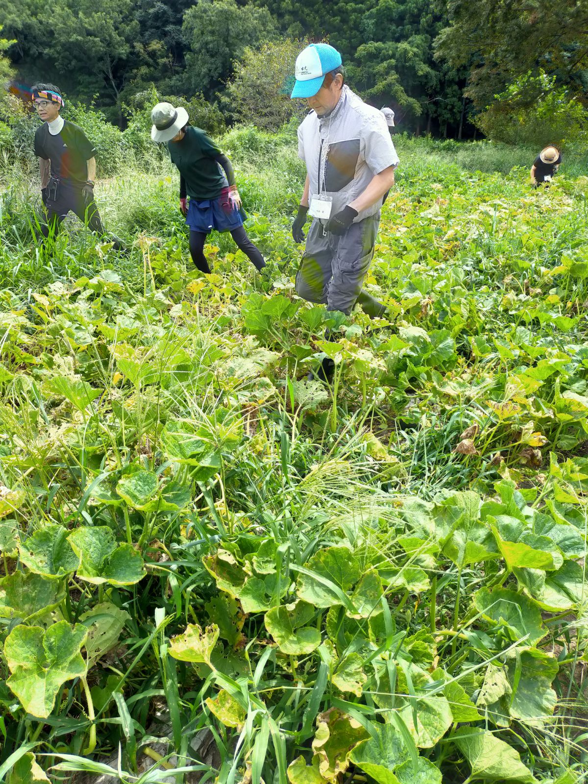 草 マルチ、家庭菜園における雑草の効果的な使い方